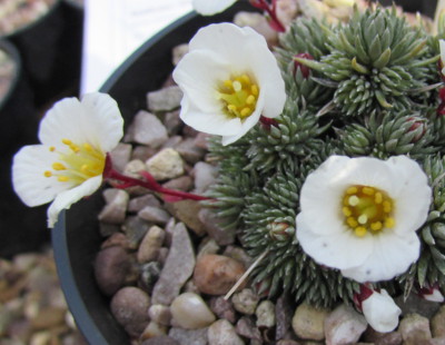 Saxifraga 'Ganymede'